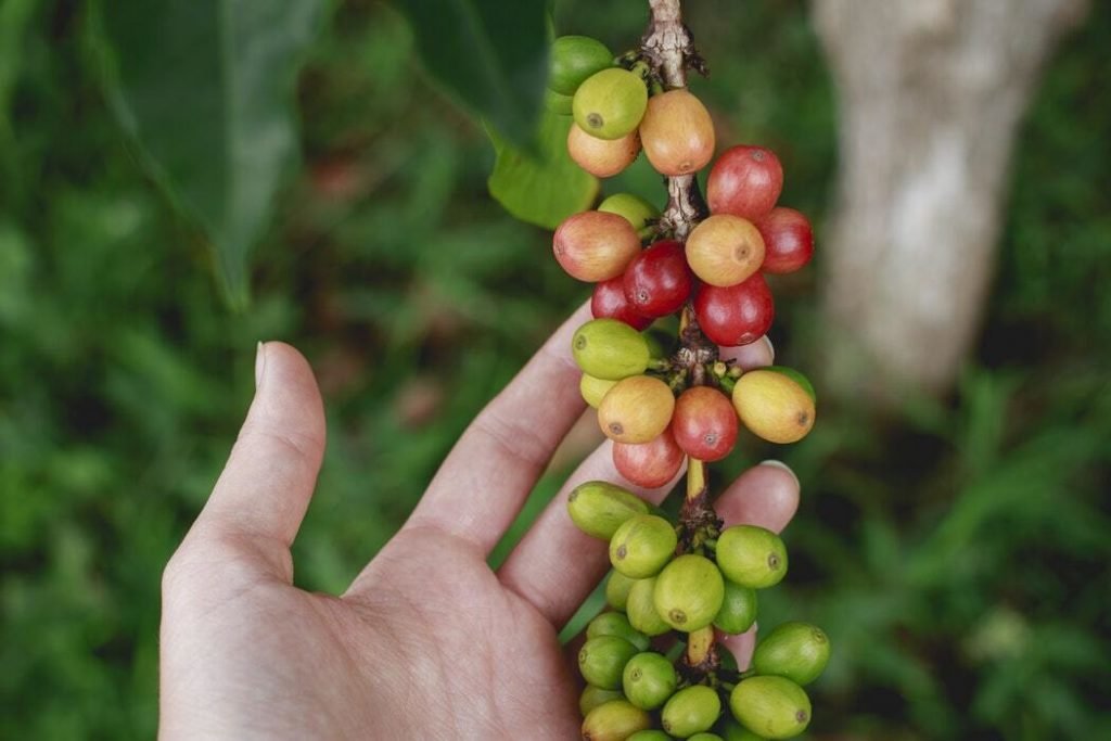 Coffee Cherries